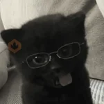 😽 GATOS CON LENTES 🤓