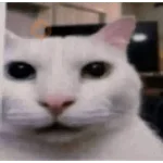 Gatos Reacciones Random