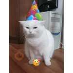 Gatos Reacciones Random