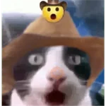 Gatos Reacciones Random