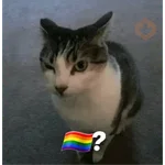 Gatos Reacciones Random