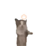 tiktok reaction cat 😸
