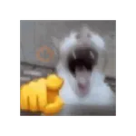 tiktok reaction cat 😸
