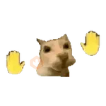 tiktok reaction cat 😸