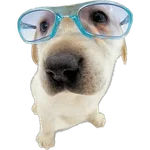 Perritos divertidos 😂