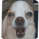 Reacciones de perritos 🐕🐾😂