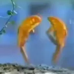 🔥TIKTOK RAMDON 2.7📲