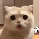 Gato sacando la lengua 2 🐱💕