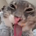 Gato sacando la lengua 2 🐱💕