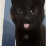 Gato sacando la lengua 2 🐱💕