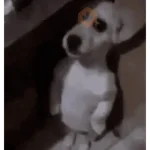 tiktok comentarios pt2