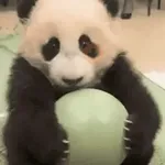🐼 PANDAS CUTE 🐼