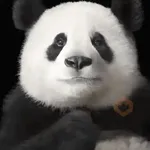 🐼 PANDAS CUTE 🐼