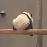 🐼 PANDAS CUTE 🐼