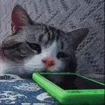 Reacciones gatitos random🩷😽