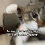 😺 DECILO CON UN GATO 😺