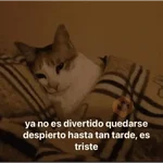 😺 DECILO CON UN GATO 😺