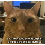 😺 DECILO CON UN GATO 😺