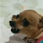 Perros Moods 3🐕‍🦺🐾