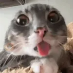 rigby the cat