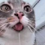 rigby the cat