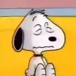 rigby the cat