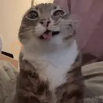 rigby the cat