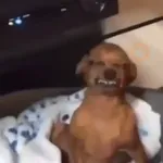 reacciones tiktok animadas