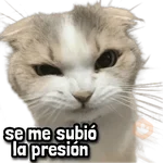 Gatos Frases! 😾😂