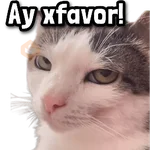 Gatos Frases! 😾😂