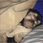 🐵🐒 Changos con Frío 🐒🐵