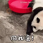 香港海洋公園 - 《大熊貓「加加」「得得」日常貼圖1》