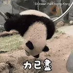 香港海洋公園 - 《大熊貓「加加」「得得」日常貼圖1》