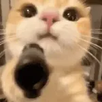 Gatos Curiosos😼👁️‍🗨️ 