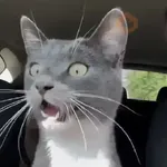 Gatos Curiosos😼👁️‍🗨️ 