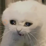 🐱💔😢 •GATOS TRISTES• 😢💔🐱