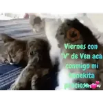coqueto 😏 (animales)