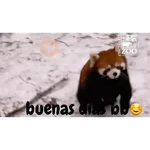 coqueto 😏 (animales)