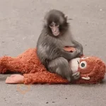 Punch bebé mono🐒Monkey 💖