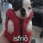 Reações com animais🐶🐱🐵