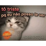 Reações com animais🐶🐱🐵