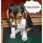 Reações com animais🐶🐱🐵