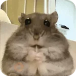 Hamster lindos para el chat💕