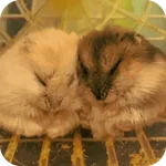 Hamster lindos para el chat💕