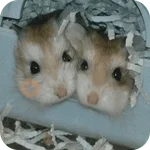 Hamster lindos para el chat💕
