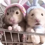 Hamster lindos para el chat💕