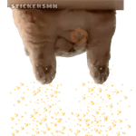 Gatito Polvitos Mágicos💞