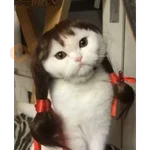 gatos divertidos 🎭🎭🎭 