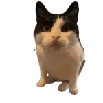 Gatos virales 