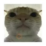 Gatos virales 